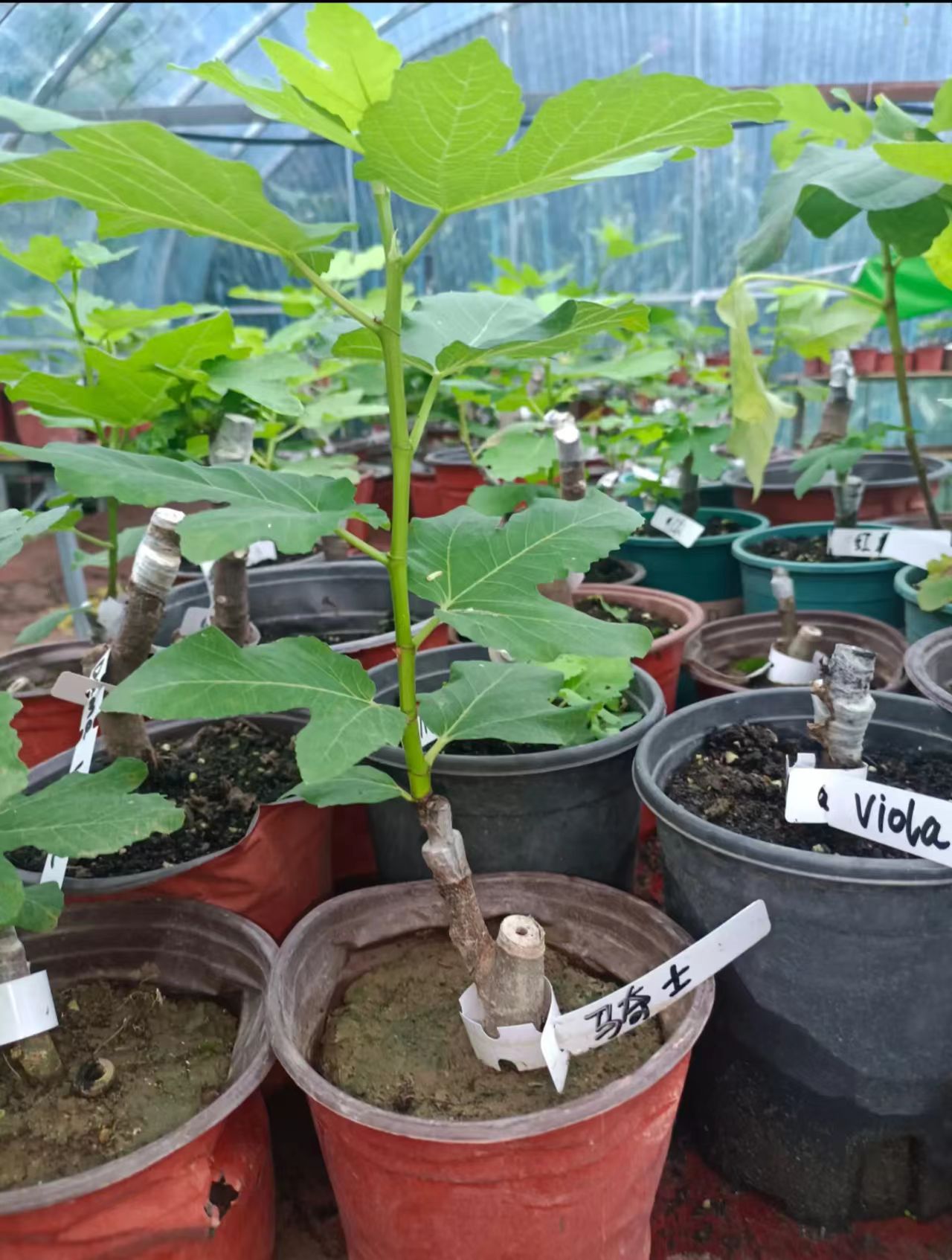 骑士（Cavaliere）